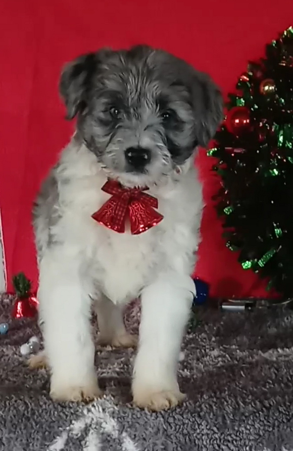 Mini Aussiedoodle For Sale Wooster OH Male-Archie