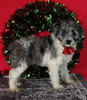 Mini Aussiedoodle For Sale Wooster OH Male-Archie