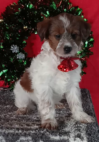 Mini Aussiedoodle For Sale Wooster OH Male-Arlo