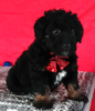 Mini Aussiedoodle For Sale Wooster OH Male-Asher