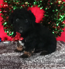 Mini Aussiedoodle For Sale Wooster OH Male-Asher