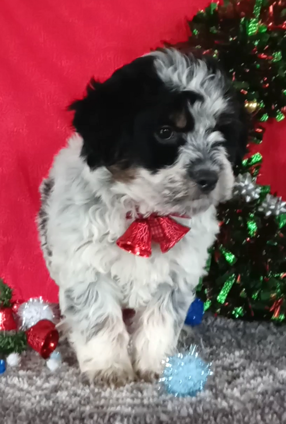 Mini Aussiedoodle For Sale Wooster OH Male-Ace
