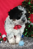 Mini Aussiedoodle For Sale Wooster OH Male-Ace