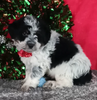 Mini Aussiedoodle For Sale Wooster OH Male-Ace