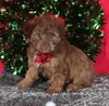 Mini Aussiedoodle For Sale Wooster OH Male-Anthony