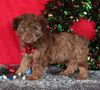 Mini Aussiedoodle For Sale Wooster OH Male-Anthony