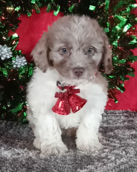 Mini Aussiedoodle For Sale Wooster OH Male-Andy