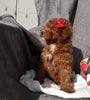 ICA Registered Mini Poodle For Sale Dundee OH Male-Dasher