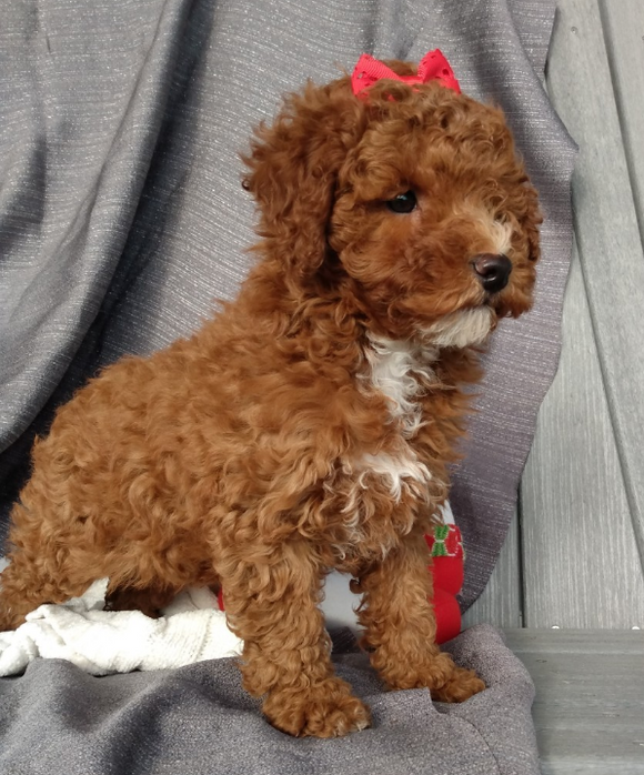 ICA Registered Mini Poodle For Sale Dundee OH Male-Dasher