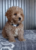 Mini Poodle For Sale Wooster OH Male-Paul