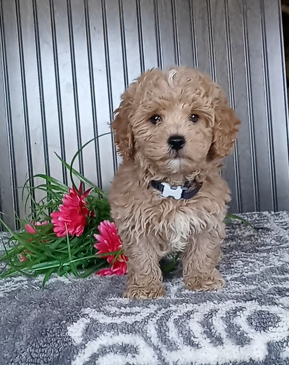 Mini Poodle For Sale Wooster OH Male-Paul