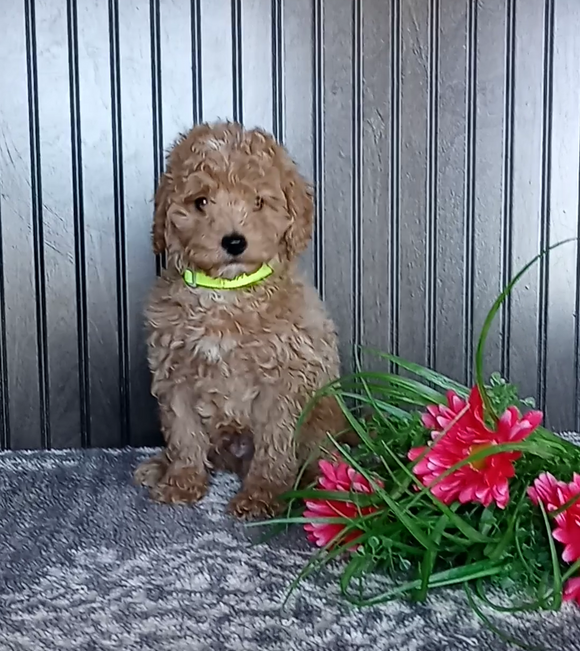 Mini Poodle For Sale Wooster OH Male-Pete