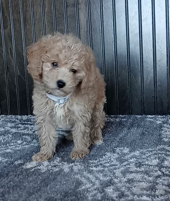 Mini Poodle For Sale Wooster OH Female-Pansy