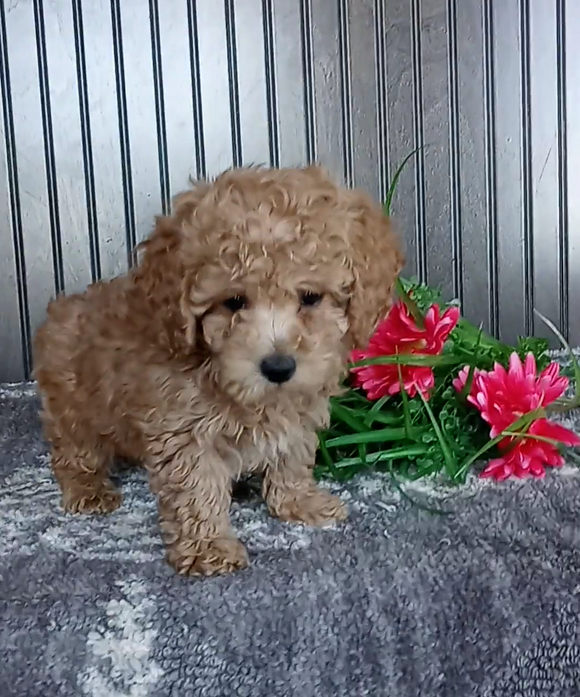 Mini Poodle For Sale Wooster OH Male-Perry