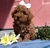 ICA Registered Mini Poodle For Sale Dundee OH Male-Leo