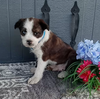 Bernese Mix For Sale Wooster OH Male-Riley