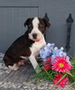 Bernese Mix For Sale Wooster OH Male-Rex