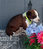 Bernese Mix For Sale Wooster OH Male-Randy