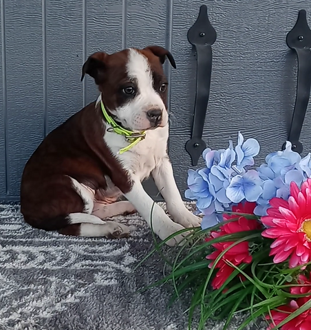 Bernese Mix For Sale Wooster OH Male-Randy