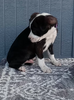 Bernese Mix For Sale Wooster OH Male-Ronnie