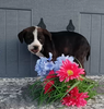 Bernese Mix For Sale Wooster OH Male-Ronnie