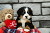 AKC Registered Bernese Mountain Dog For Sale Brinkhaven, OH Female- Serene