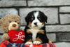 AKC Registered Bernese Mountain Dog For Sale Brinkhaven, OH Female- Serene