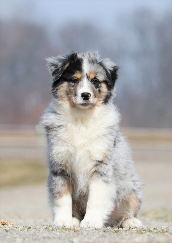 Mini Australian Shepherd For Sale Fredericksburg, OH Male- Shadow