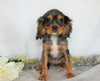 AKC Registered Cavalier King Charles Spaniel For Sale Wooster, OH Male- Shadow