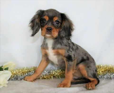 AKC Registered Cavalier King Charles Spaniel For Sale Wooster, OH Male- Shadow