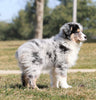 Mini Australian Shepherd For Sale Fredericksburg, OH Male- Shadow
