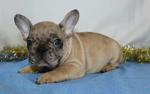 AKC Registered French Bulldog For Sale Wooster, OH Male- Shadow