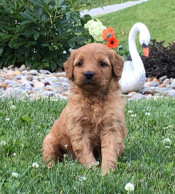 Mini Goldendoodle For Sale Fredericksburg, OH Female- Shasta