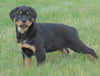 AKC Registered Rottweiler For Sale Sugarcreek, OH Female- Shelly
