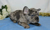 AKC Registered French Bulldog For Sale Wooster, OH Male- Sherlock