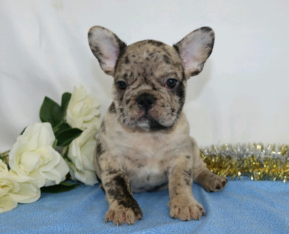 AKC Registered French Bulldog For Sale Wooster, OH Male- Sherwood
