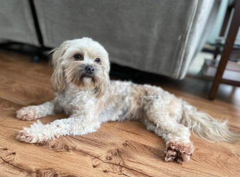 Shih-Poo For Sale Louisville, OH Female- Bailey