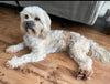 Shih-Poo For Sale Louisville, OH Female- Bailey
