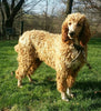 F1B Standard Labradoodle For Sale Millersburg, OH Male- Connor