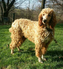F1B Standard Labradoodle For Sale Millersburg, OH Male- Charley
