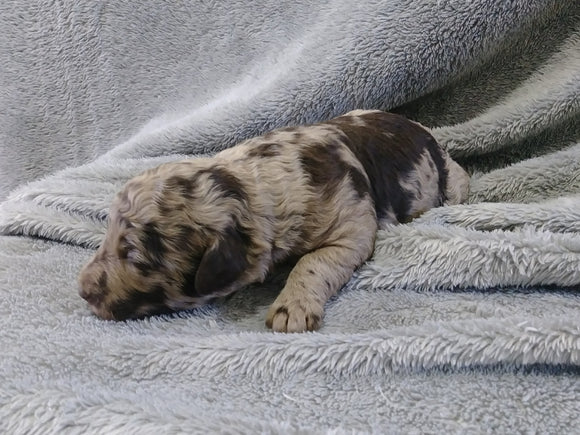 F1B Medium labradoodle For Sale Millersburg, OH Male- Simon