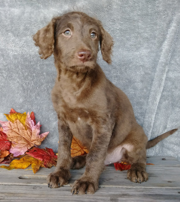 F1B Medium Labradoodle For Sale Millersburg, OH Male- Simon