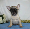 AKC Registered French Bulldog For Sale Wooster, OH Male- Skip