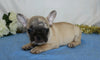 AKC Registered French Bulldog For Sale Wooster, OH Male- Skip