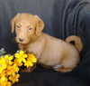 F1B Mini Labradoodle For Sale Millersburg, OH Male- Skippy