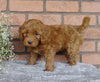 F1B Mini Labradoodle For Sale Millersburg, OH Male- Skippy