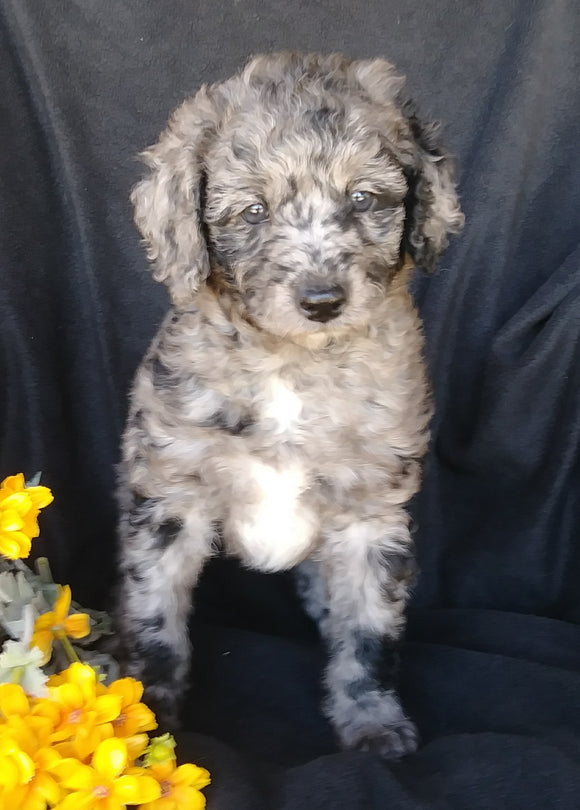 F1B Mini Labradoodle For Sale Millersburg, OH Female- Skittles