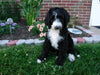 Sheepadoodle (Standard) For Sale Baltic, OH Male- Skylar