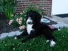 Sheepadoodle (Standard) For Sale Baltic, OH Male- Skylar