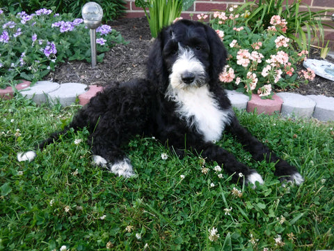 Sheepadoodle (Standard) For Sale Baltic, OH Male- Skylar